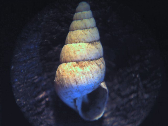 Cochlicella acuta ?